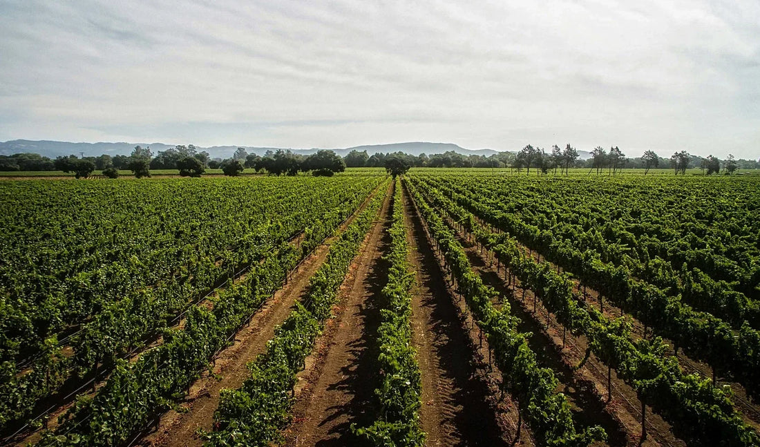 Sangiacomo Vineyard