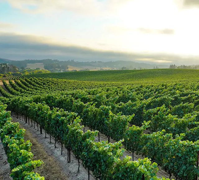1,000 Miles of Pinot