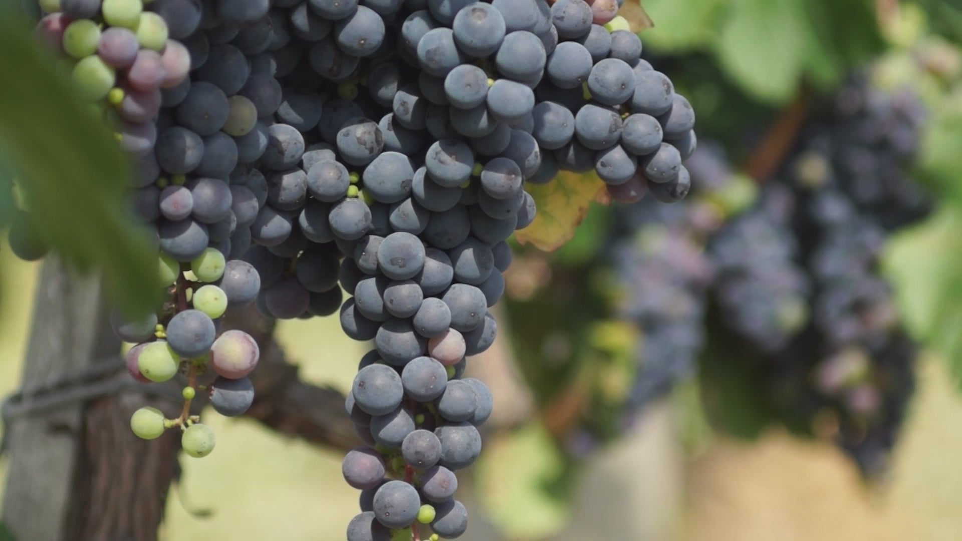 WALT Blue Jay Pinot Noir winemaker video discussing vineyard and vintage