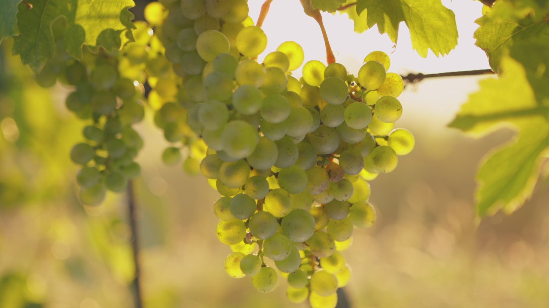 WALT Sangiacomo Chardonnay winemaker video discussing vineyard and vintage